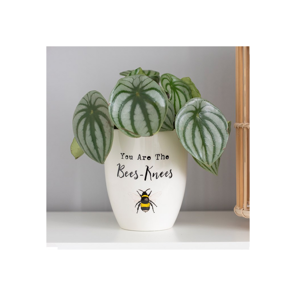 'You Are the Bees Knees' Ceramic Plant Pot