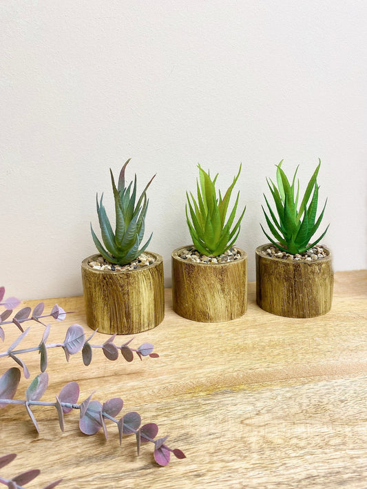 Set of Three Bark Effect Pots with Succulents