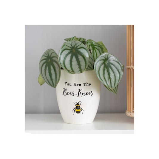 'You Are the Bees Knees' Ceramic Plant Pot